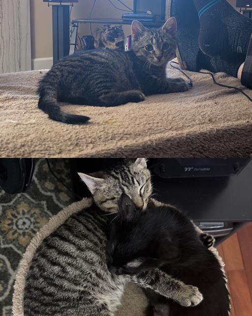 SERRANO, Adoptable, Kitten Male Domestic Short Hair.