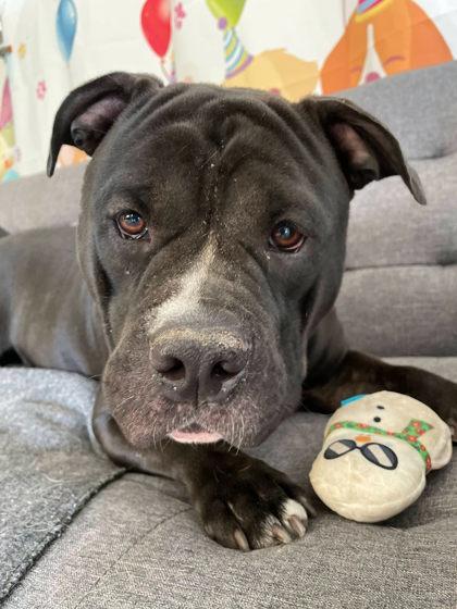 Peedee, Adoptable, Adult Male American Staffordshire Terrier & Mixed Breed.