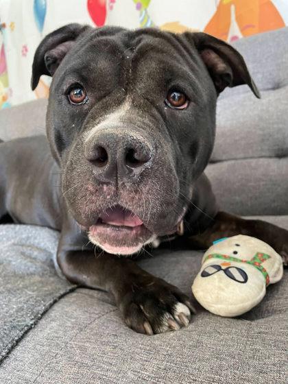 Peedee, a Adoptable mixed breed in South Bend, IN image 2/3