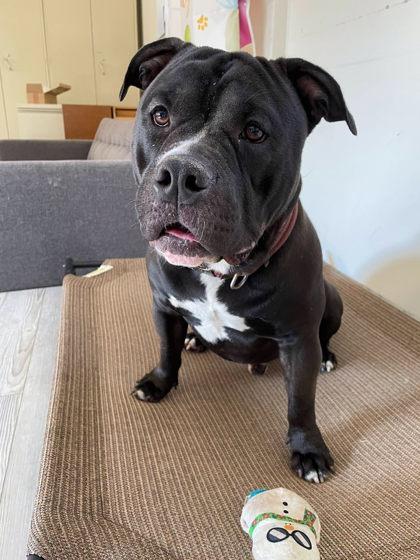 Peedee, a Adoptable mixed breed in South Bend, IN image 3/3