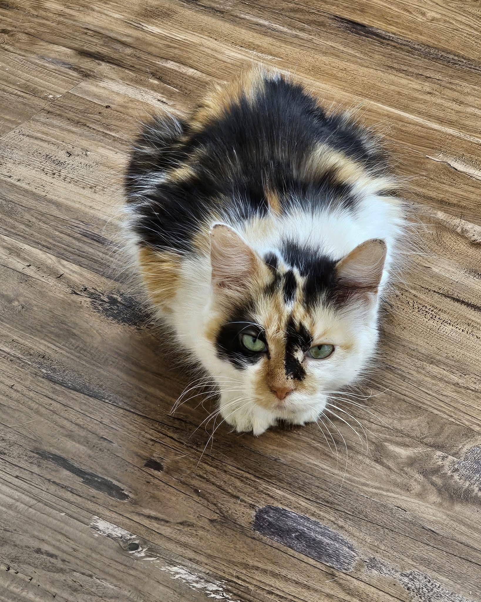 Coral, Adoptable, Adult Female Domestic Short Hair & Calico.