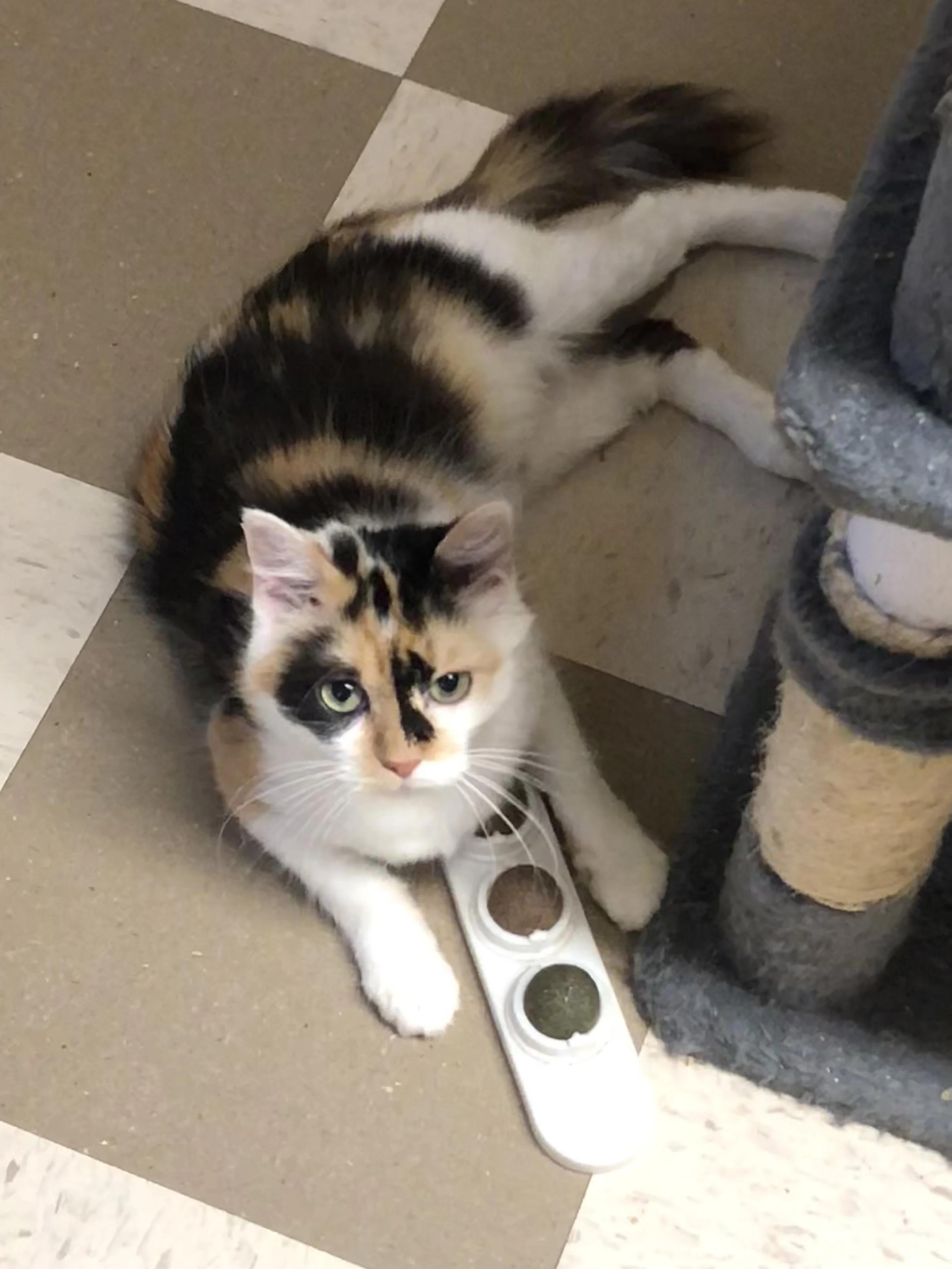 Coral, a Adoptable mixed breed in North East, MD image 2/4