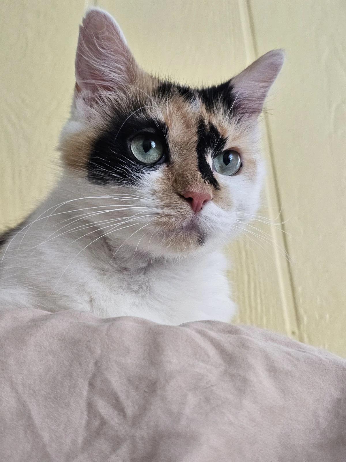 Coral, a Adoptable mixed breed in North East, MD image 4/4