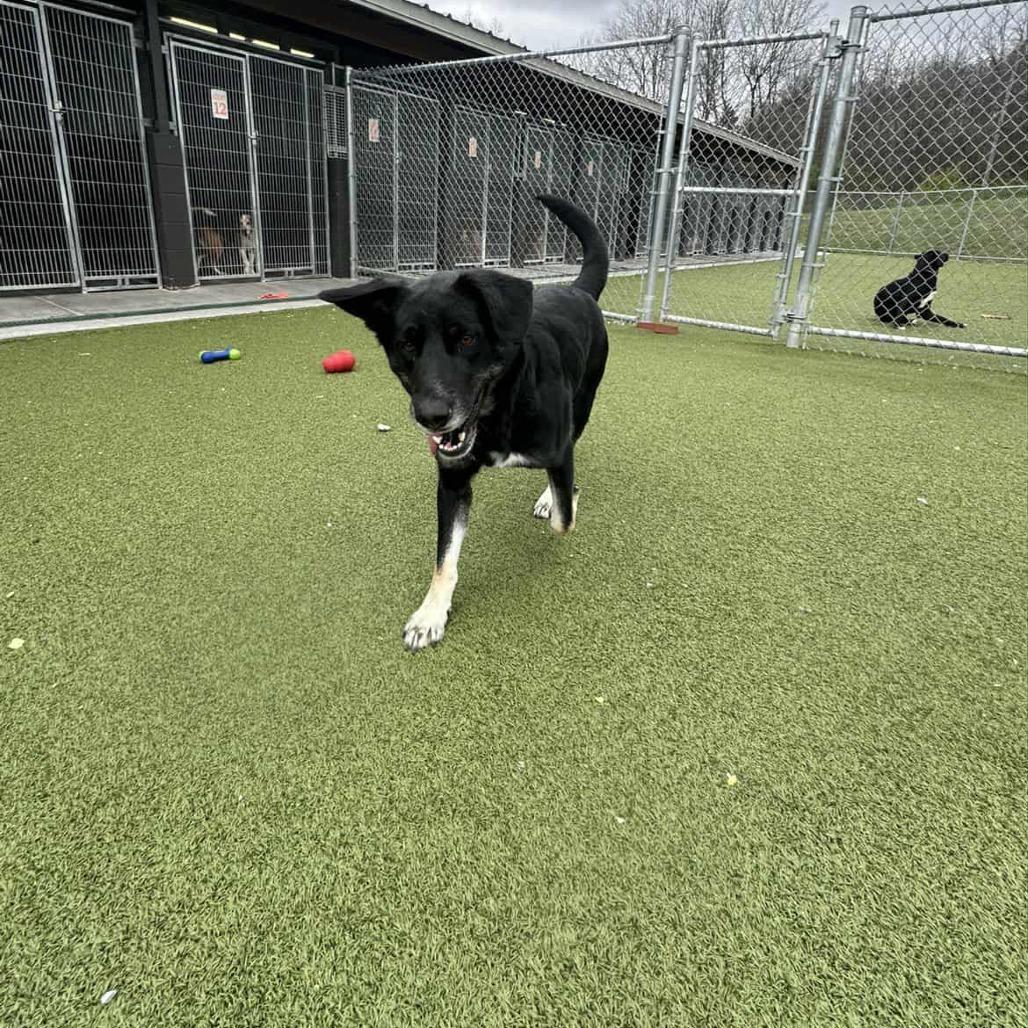 Enlarge Darling, a Adoptable Shepherd in Hannibal, MO image 1/5