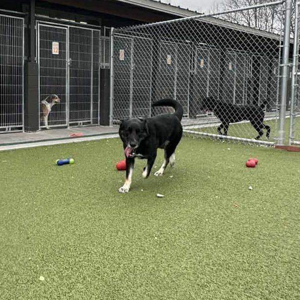 Enlarge Darling, a Adoptable Shepherd in Hannibal, MO image 2/5