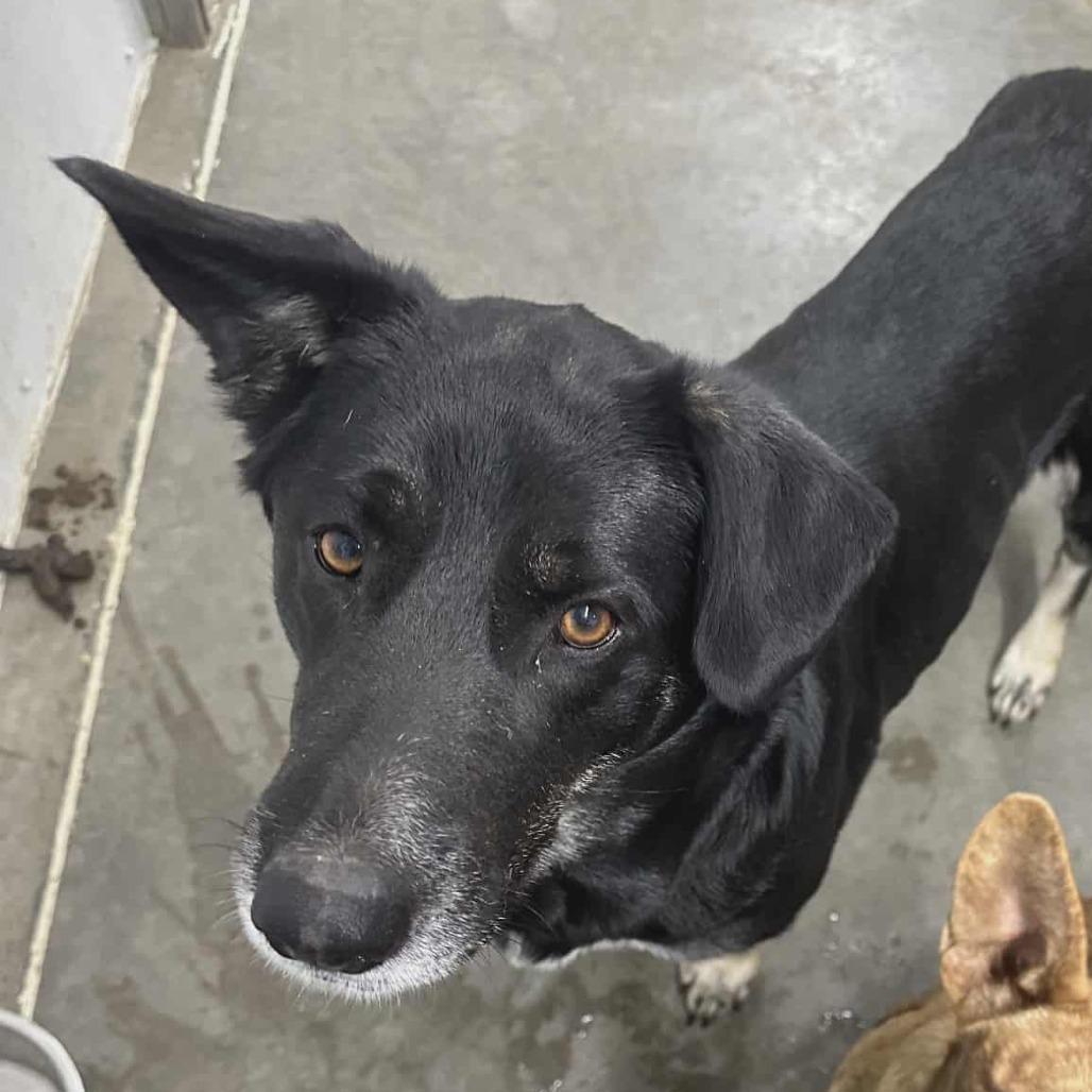 Enlarge Darling, a Adoptable Shepherd in Hannibal, MO image 3/5