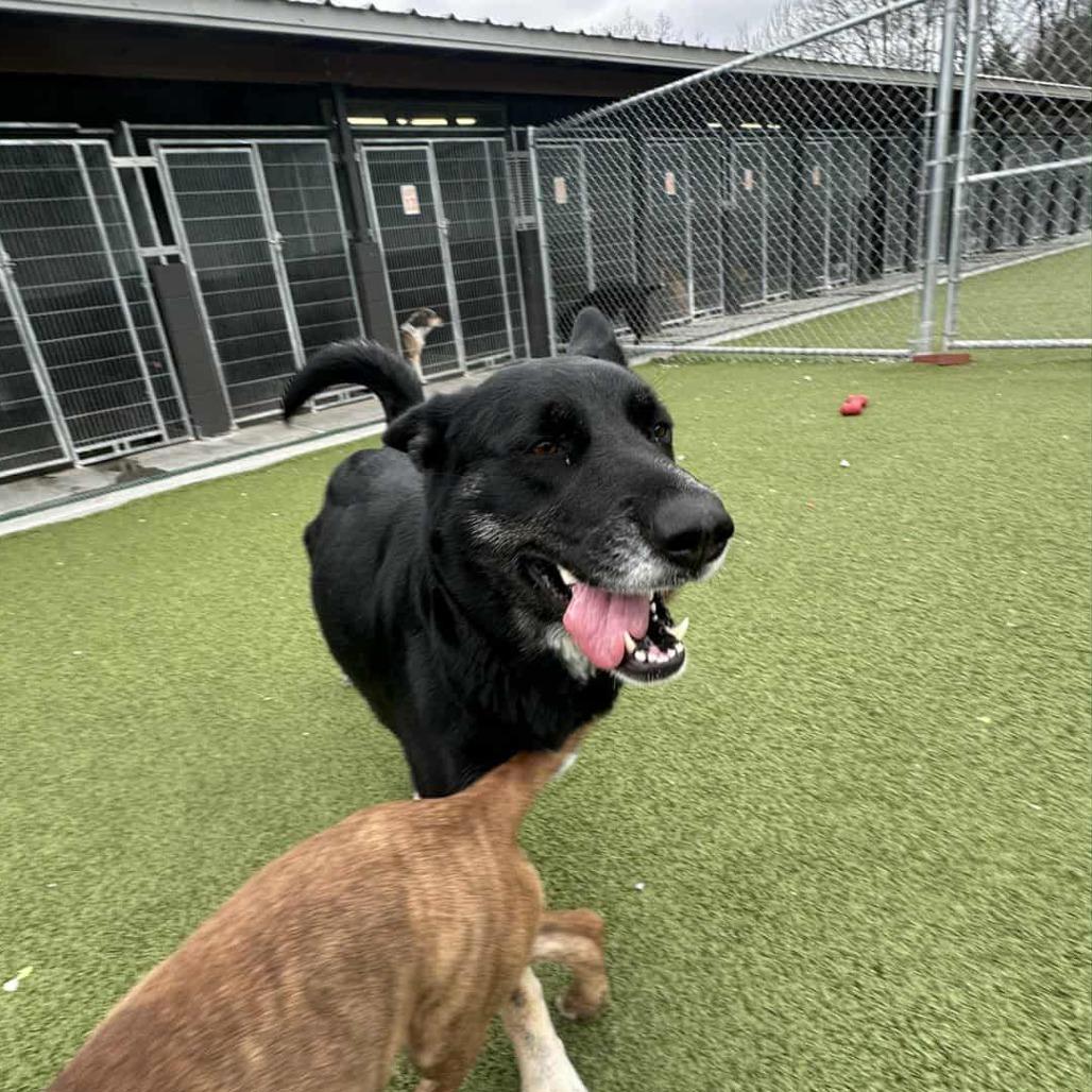 Enlarge Darling, a Adoptable Shepherd in Hannibal, MO image 4/5