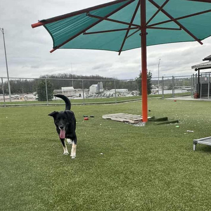 Enlarge Darling, a Adoptable Shepherd in Hannibal, MO image 5/5