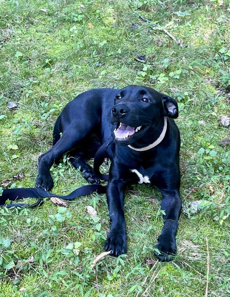 Enlarge Kylie, a Adoptable mixed breed in Valley Stream, NY image 1/6