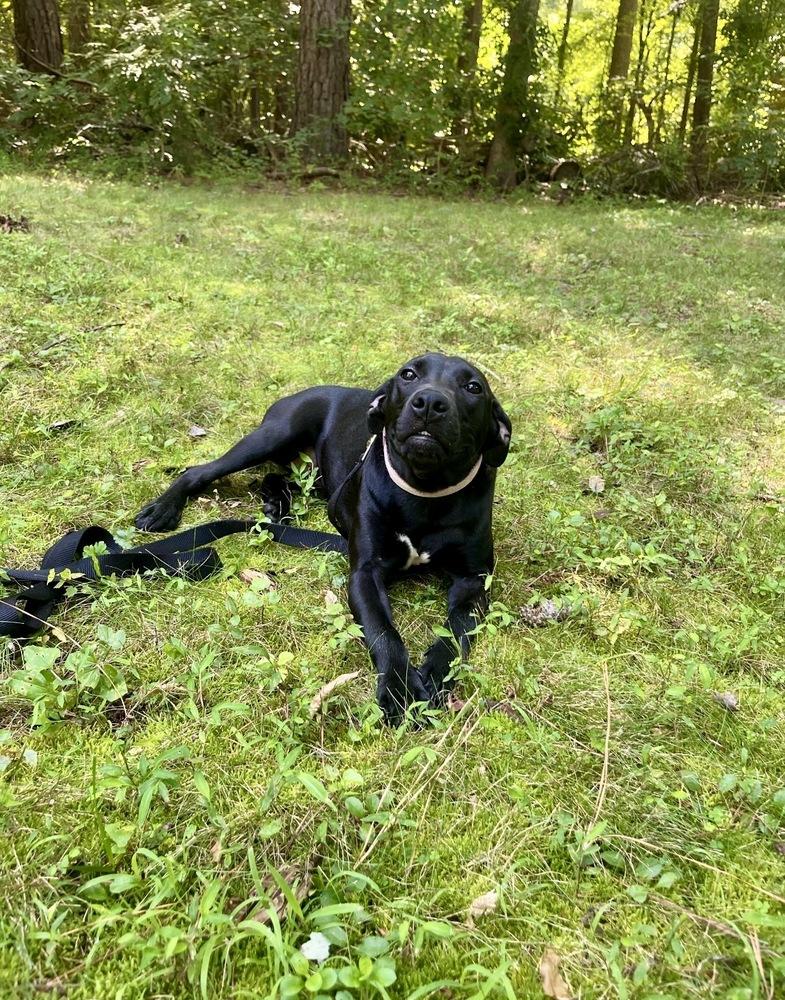 Enlarge Kylie, a Adoptable mixed breed in Valley Stream, NY image 2/6