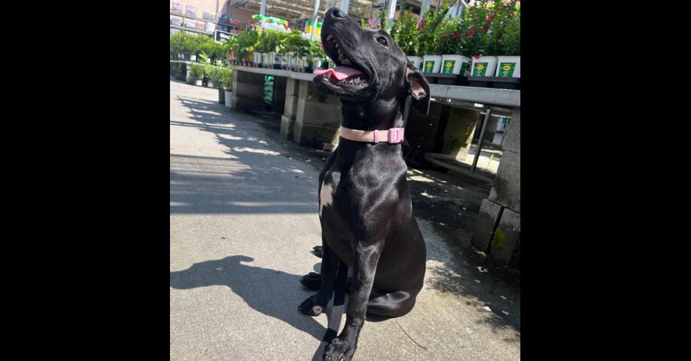 Enlarge Kylie, a Adoptable mixed breed in Valley Stream, NY image 4/6