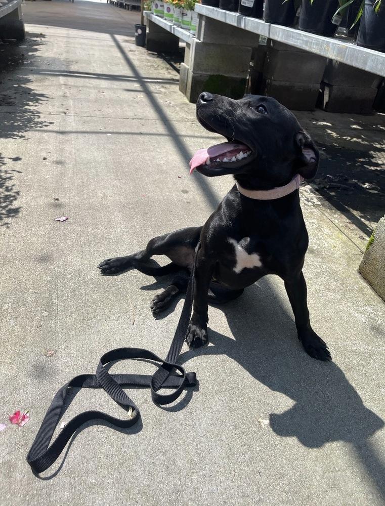 Enlarge Kylie, a Adoptable mixed breed in Valley Stream, NY image 5/6