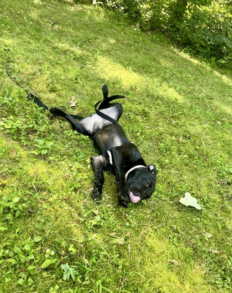 Enlarge Kylie, a Adoptable mixed breed in Valley Stream, NY image 6/6