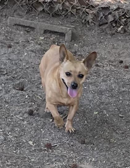 Enlarge Pasadena, a ADOPTABLE mixed breed in Heathsville, VA image 4/5