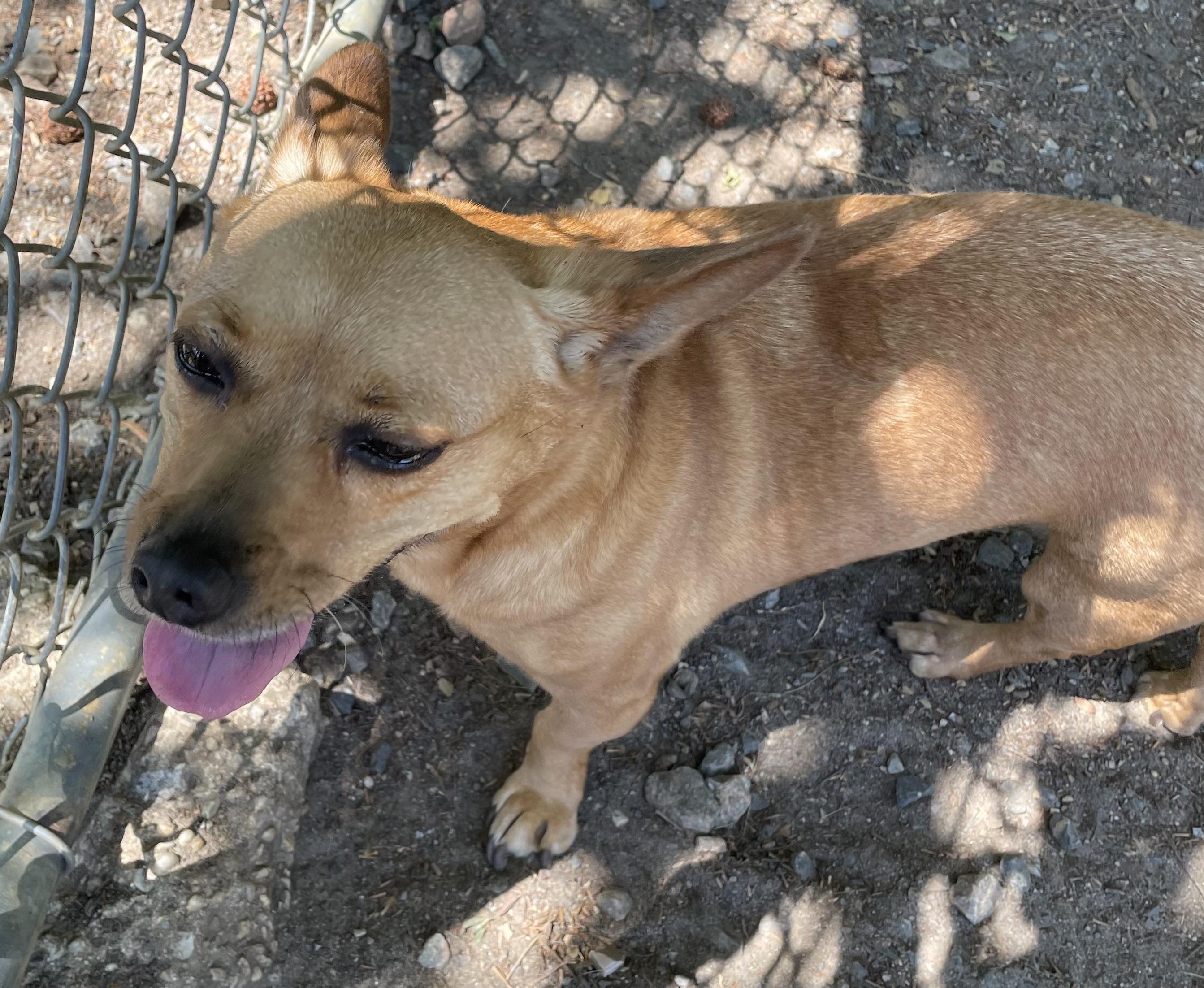 Enlarge Pasadena, a ADOPTABLE mixed breed in Heathsville, VA image 5/5
