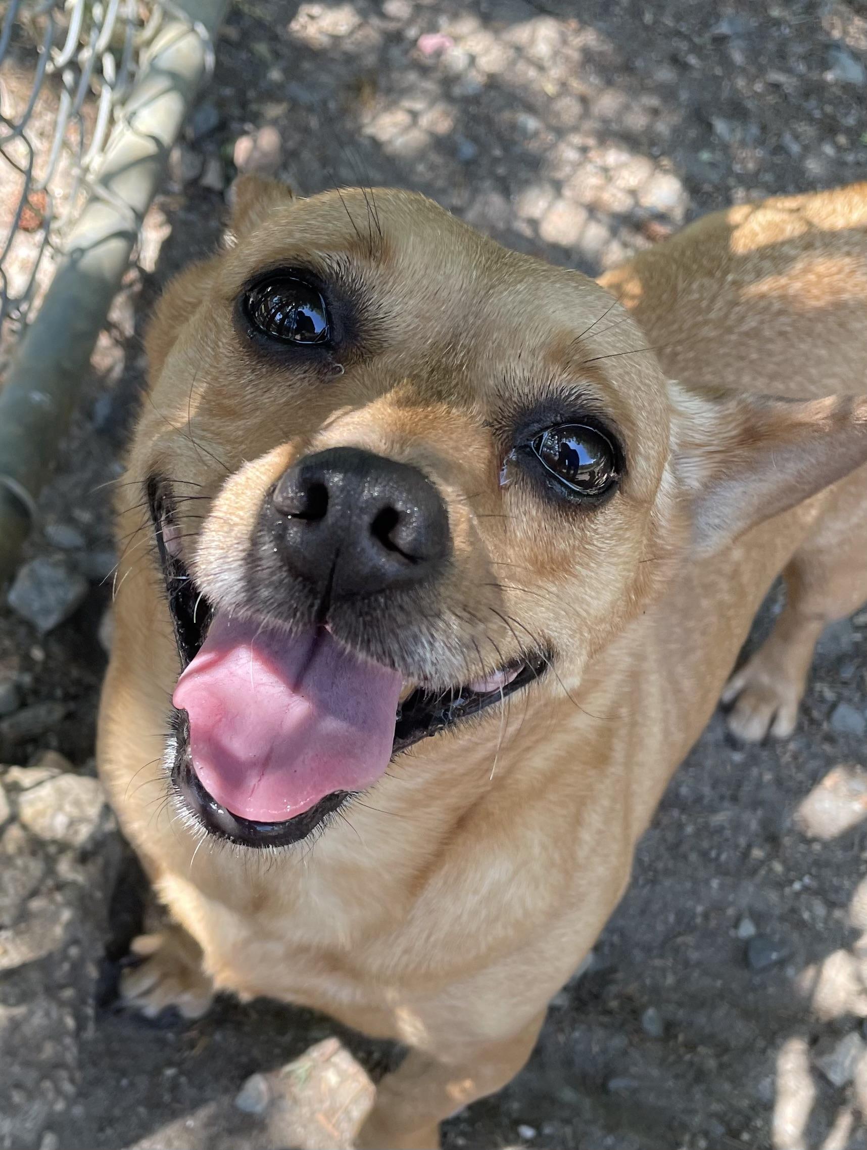 Enlarge Pasadena, a ADOPTABLE mixed breed in Heathsville, VA image 2/5