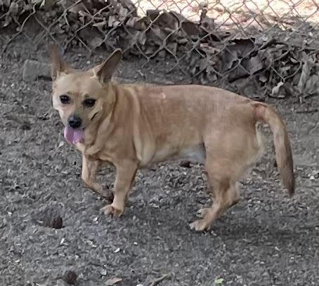 Enlarge Pasadena, a ADOPTABLE mixed breed in Heathsville, VA image 3/5