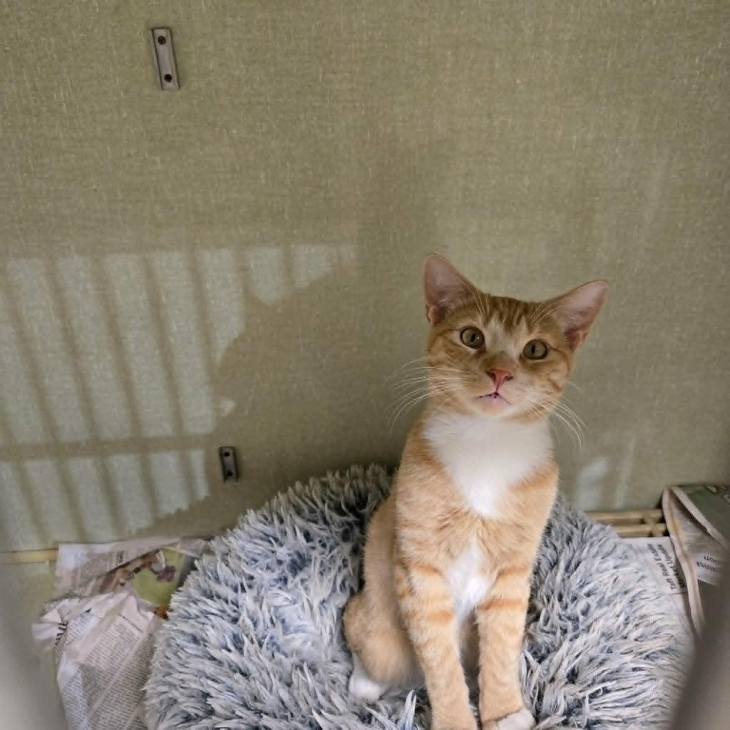 Mr Lorax, Adoptable, Young Male Domestic Medium Hair.