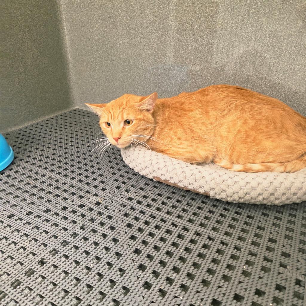 Mr Lorax, a Adoptable Domestic Medium Hair in California City, CA image 2/2