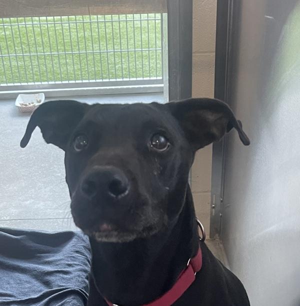 Enlarge Jack, a Adoptable mixed breed in El Cajon, CA image 1/1