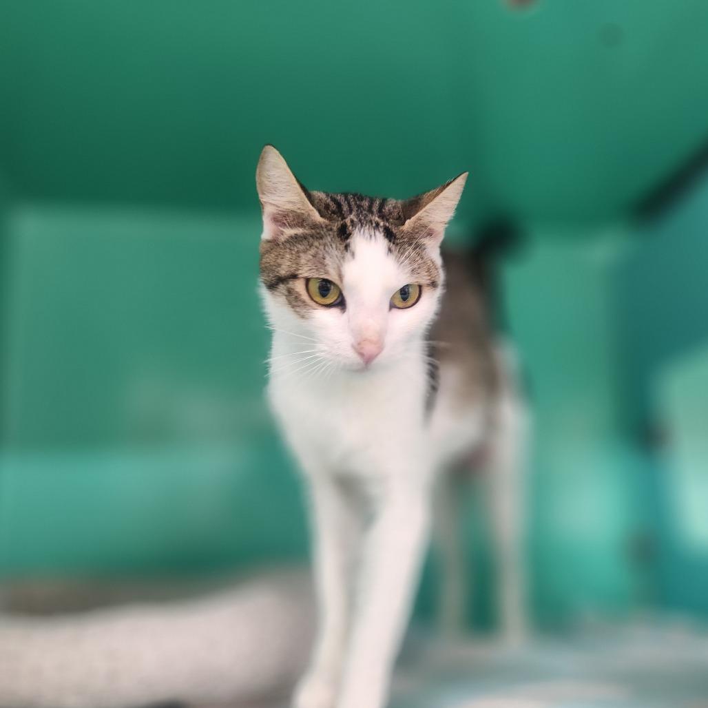 Luna Bee, Adoptable, Young Female Domestic Short Hair.