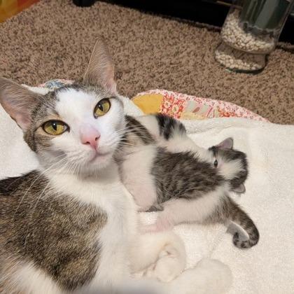 Enlarge Luna Bee, a Adoptable Domestic Short Hair in Pullman, WA image 2/4