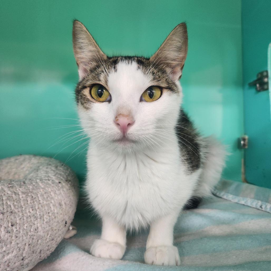 Enlarge Luna Bee, a Adoptable Domestic Short Hair in Pullman, WA image 3/4