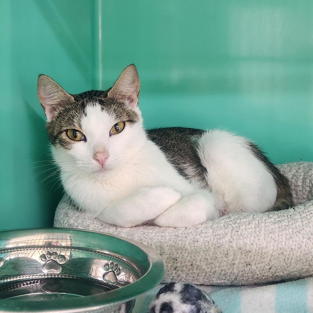 Enlarge Luna Bee, a Adoptable Domestic Short Hair in Pullman, WA image 4/4