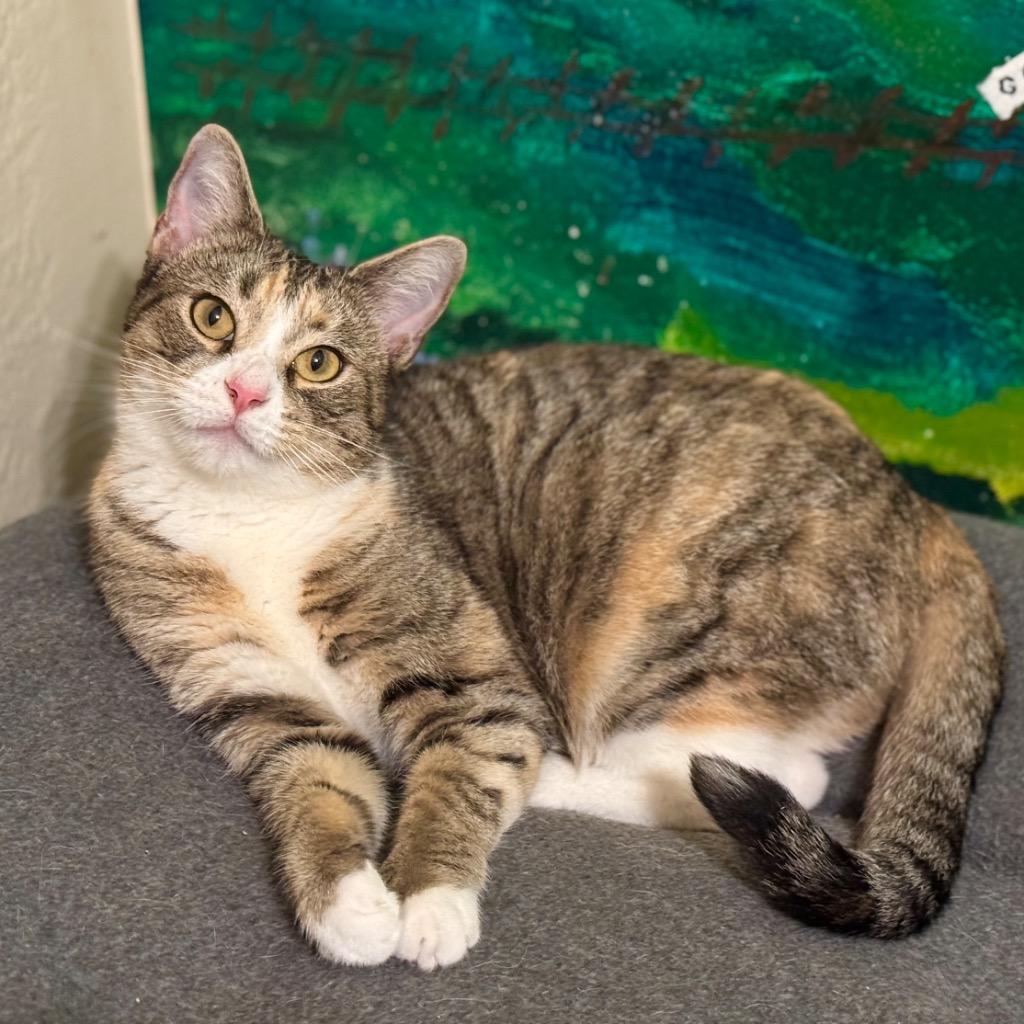 BeBe, Adoptable, Young Female Domestic Short Hair.