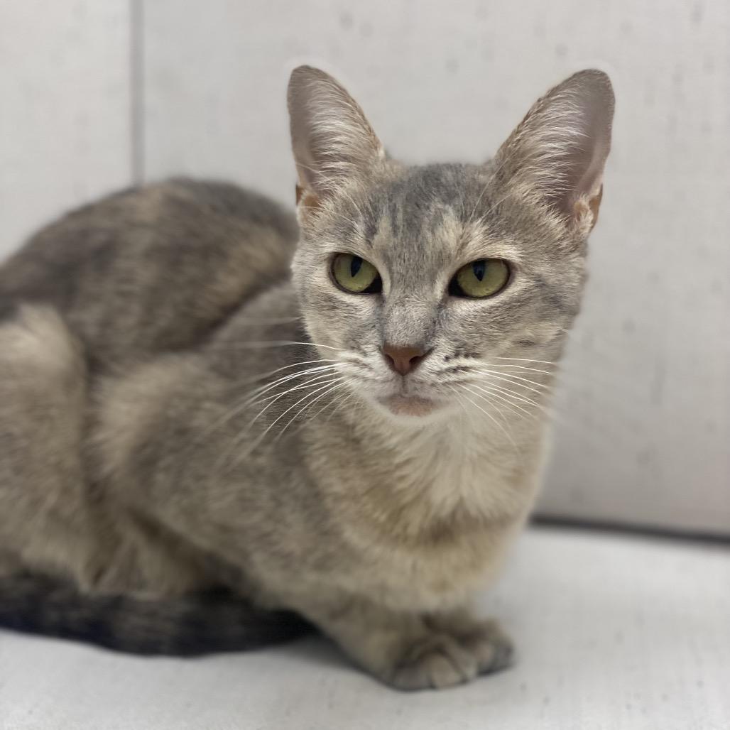Sally, Adoptable, Adult Female Domestic Short Hair.