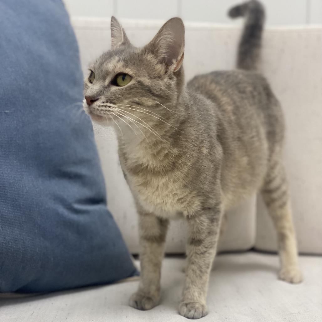 Enlarge Sally, a Adoptable Domestic Short Hair in Chesapeake, VA image 2/5