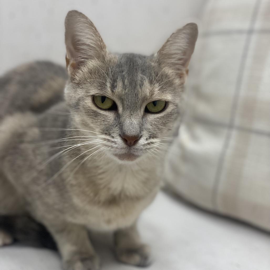 Enlarge Sally, a Adoptable Domestic Short Hair in Chesapeake, VA image 3/5
