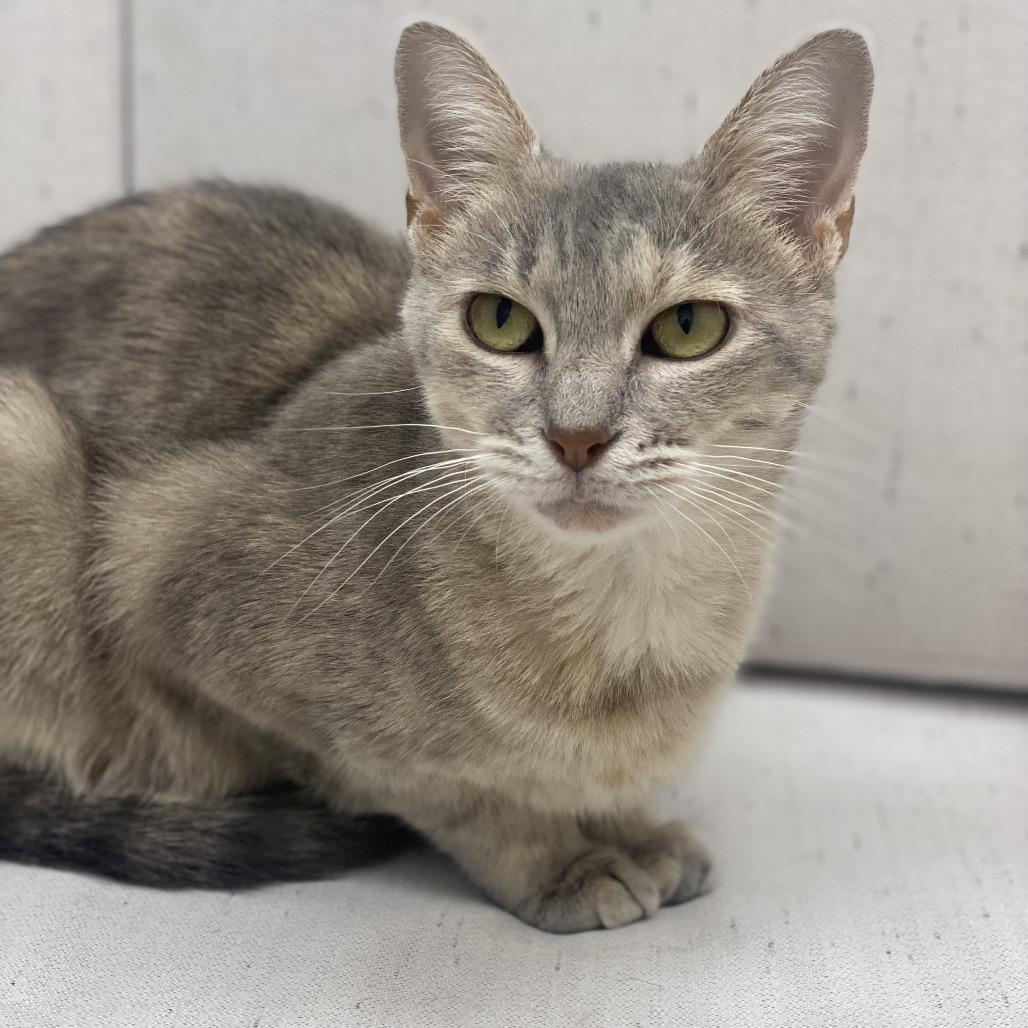 Enlarge Sally, a Adoptable Domestic Short Hair in Chesapeake, VA image 4/5