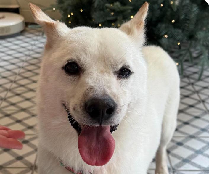 Vinny, adopted, Adult Male Jindo.