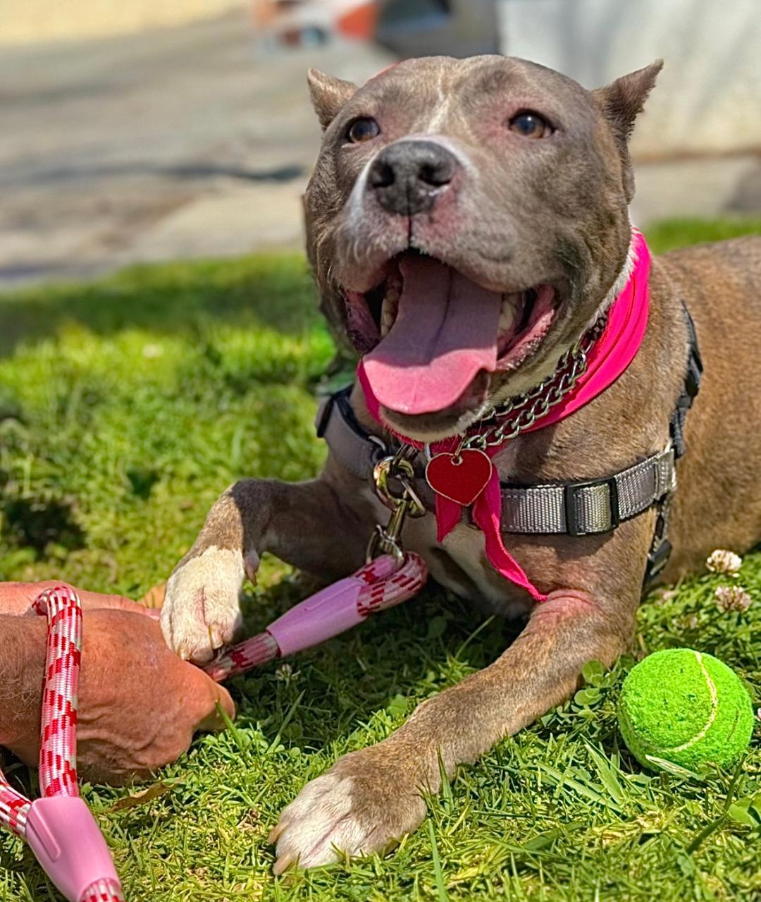 Bella. (COURTESY POST), Adult Female Pit Bull Terrier