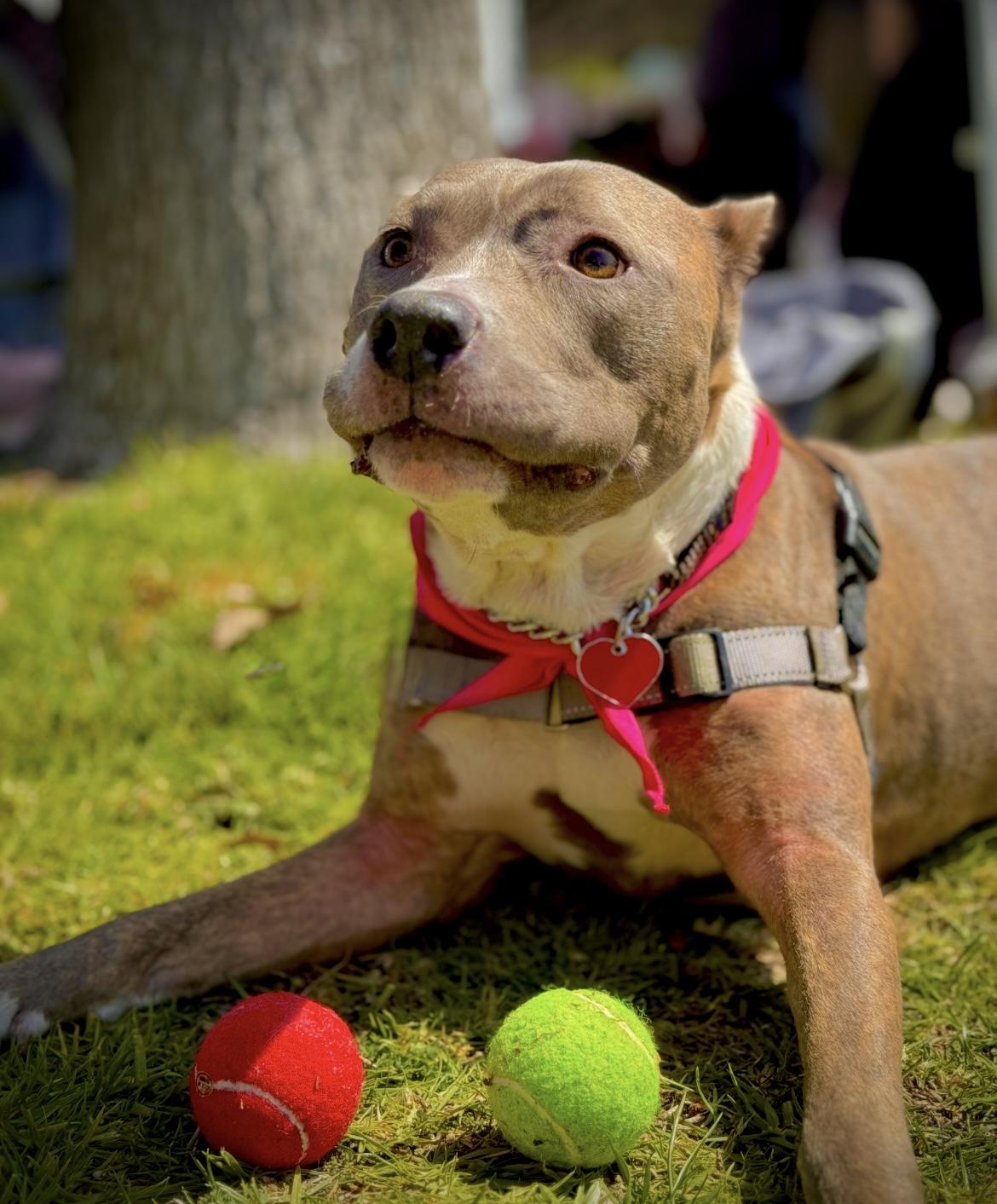 Bella. (COURTESY POST) photo 4