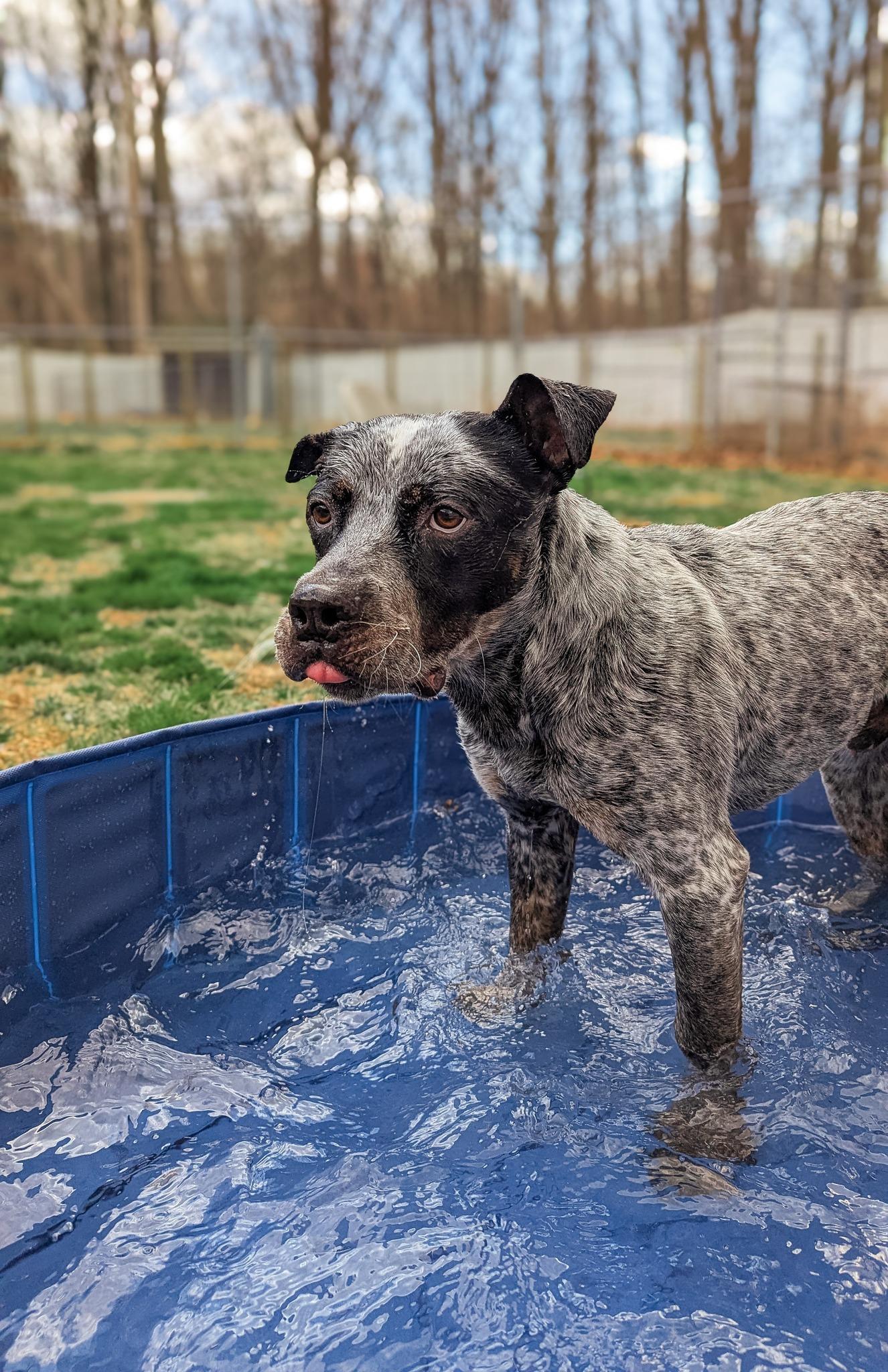 Sal, a Adoptable mixed breed in Phoenix, MD image 5/5