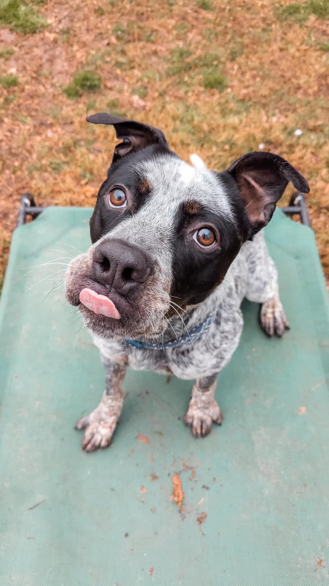 Sal, a Adoptable mixed breed in Phoenix, MD image 4/5