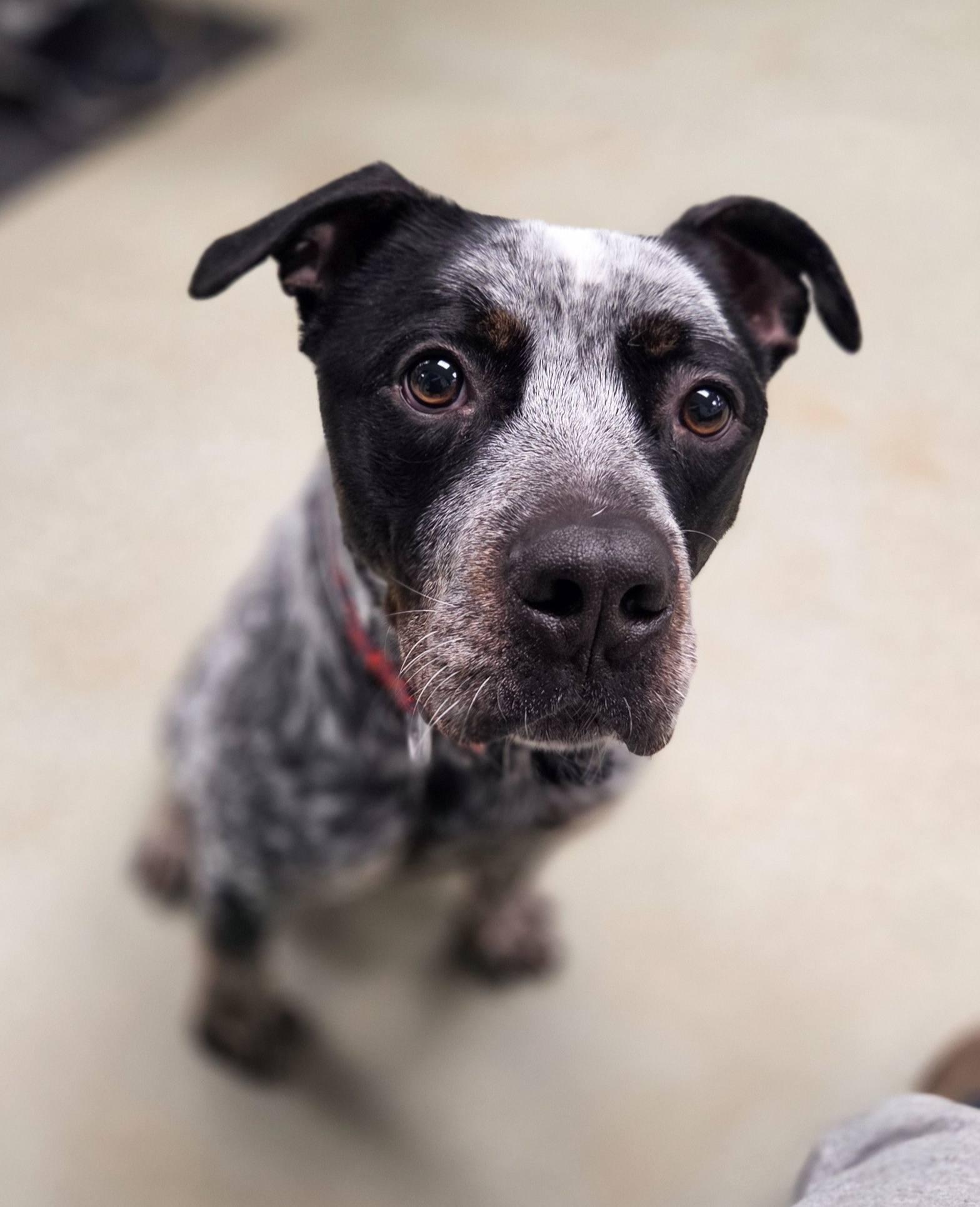 Sal, a Adoptable mixed breed in Phoenix, MD image 2/5