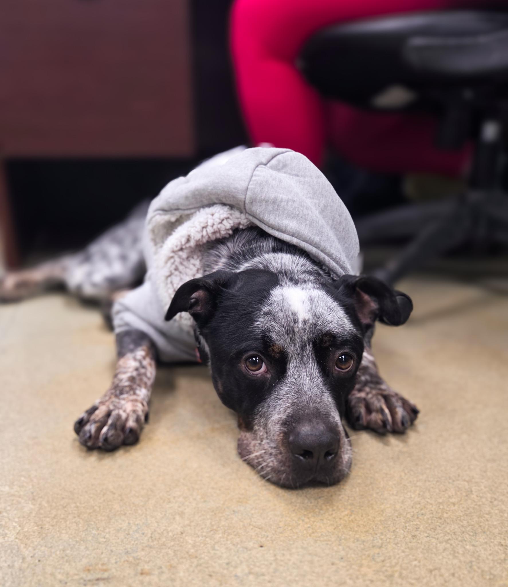 Sal, a Adoptable mixed breed in Phoenix, MD image 1/5