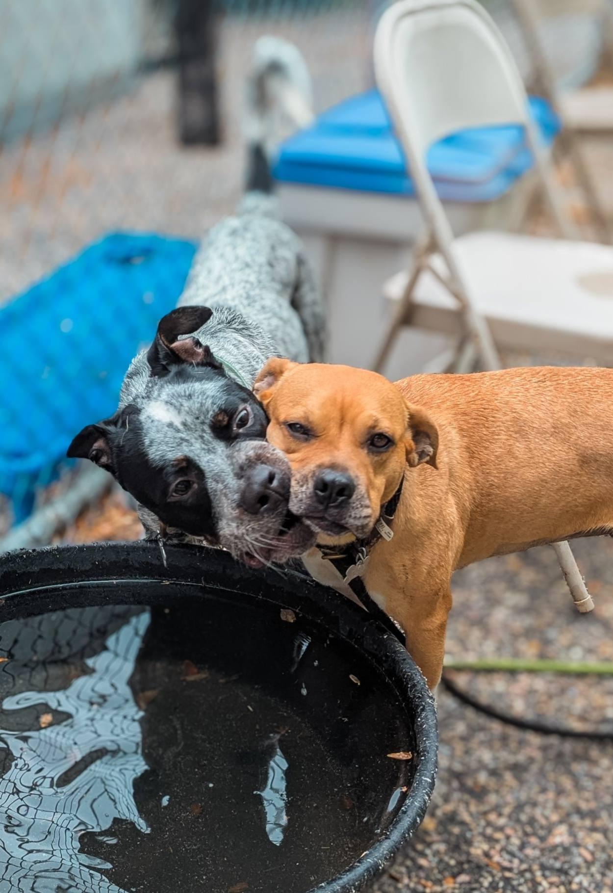 Sal, a Adoptable mixed breed in Phoenix, MD image 3/5