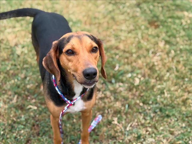 Enlarge COPPER, a Adoptable mixed breed in Tulsa, OK image 1/1