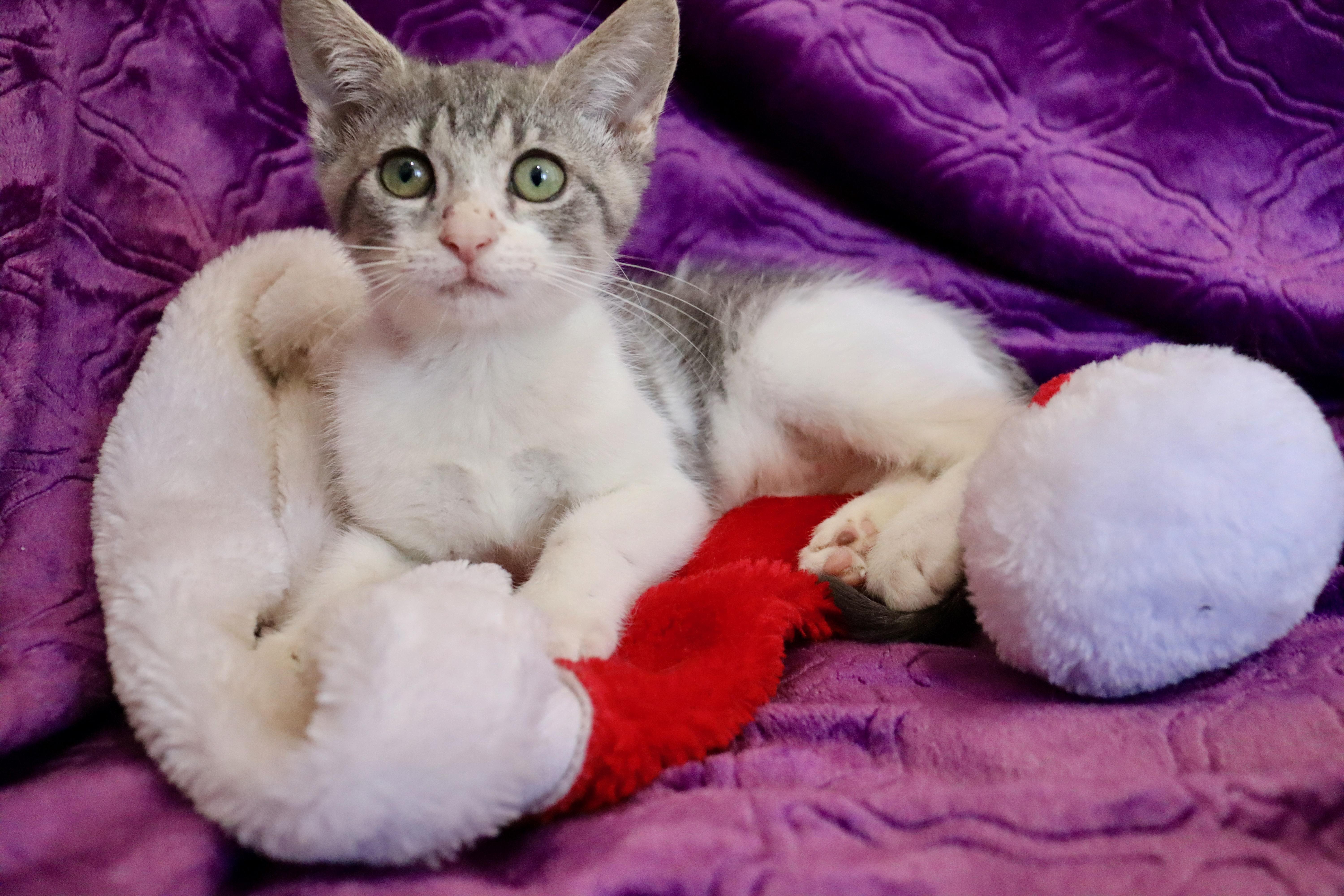 Gray Ghost thumbnail 2