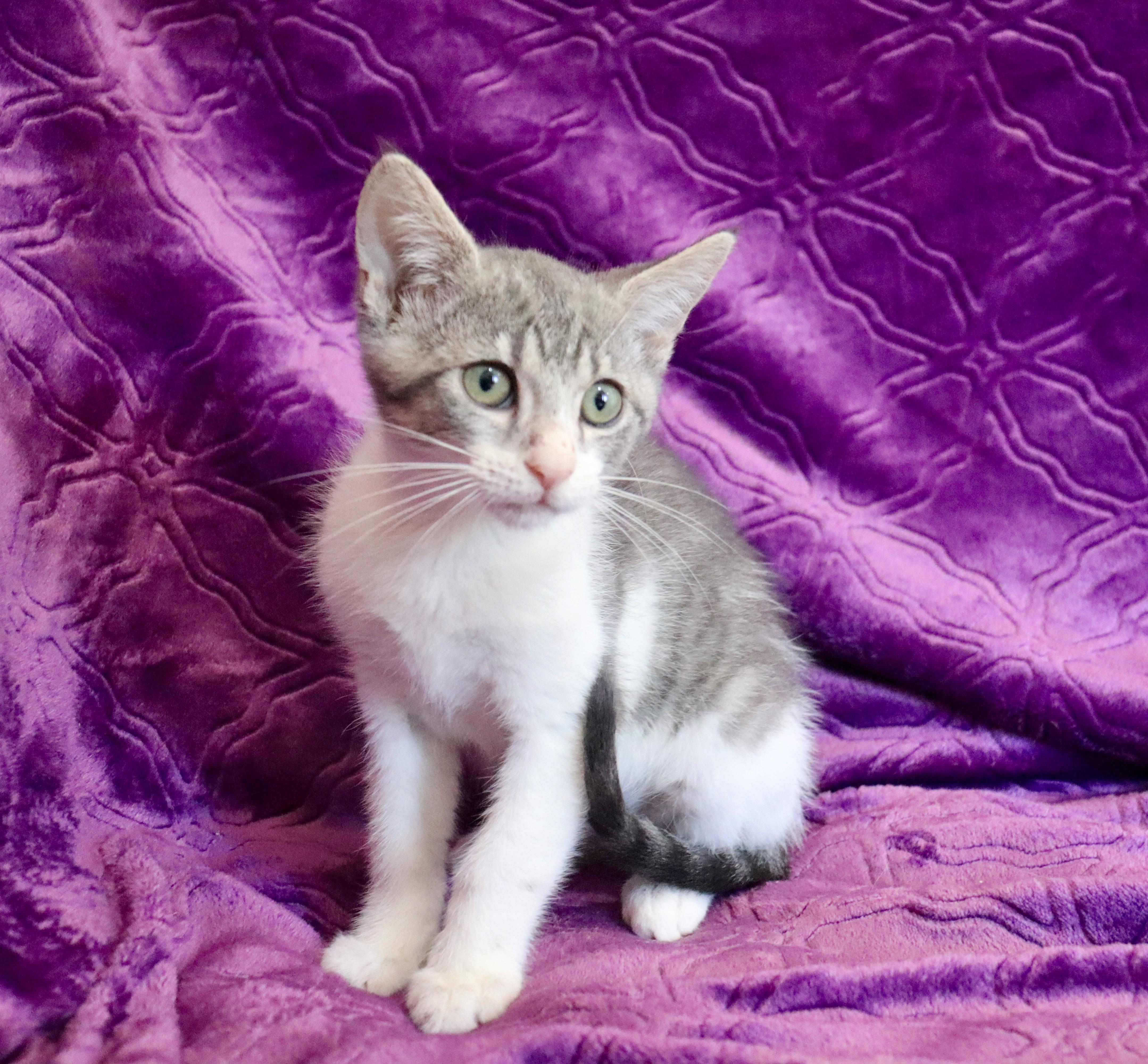 Gray Ghost thumbnail 3