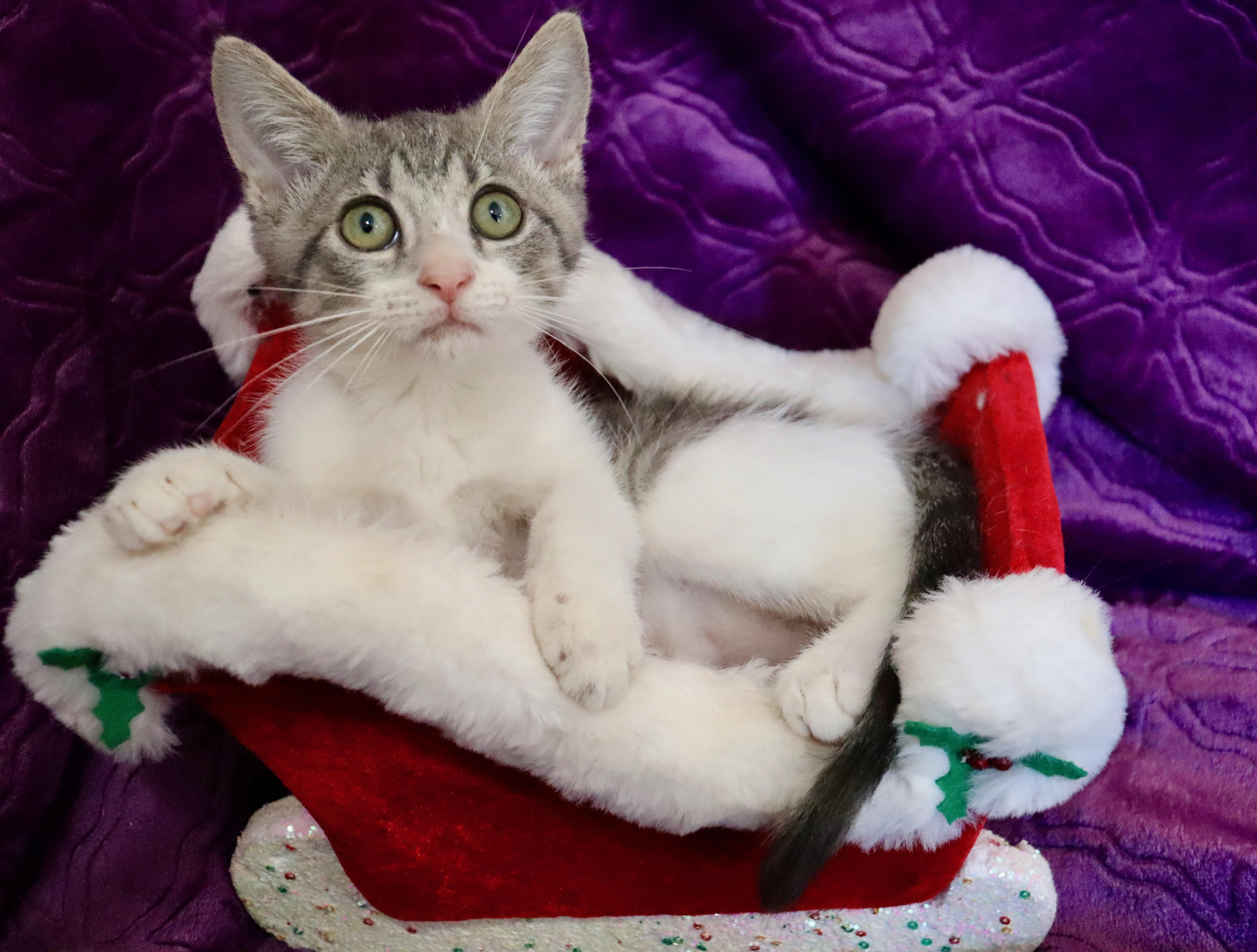 Gray Ghost thumbnail 4