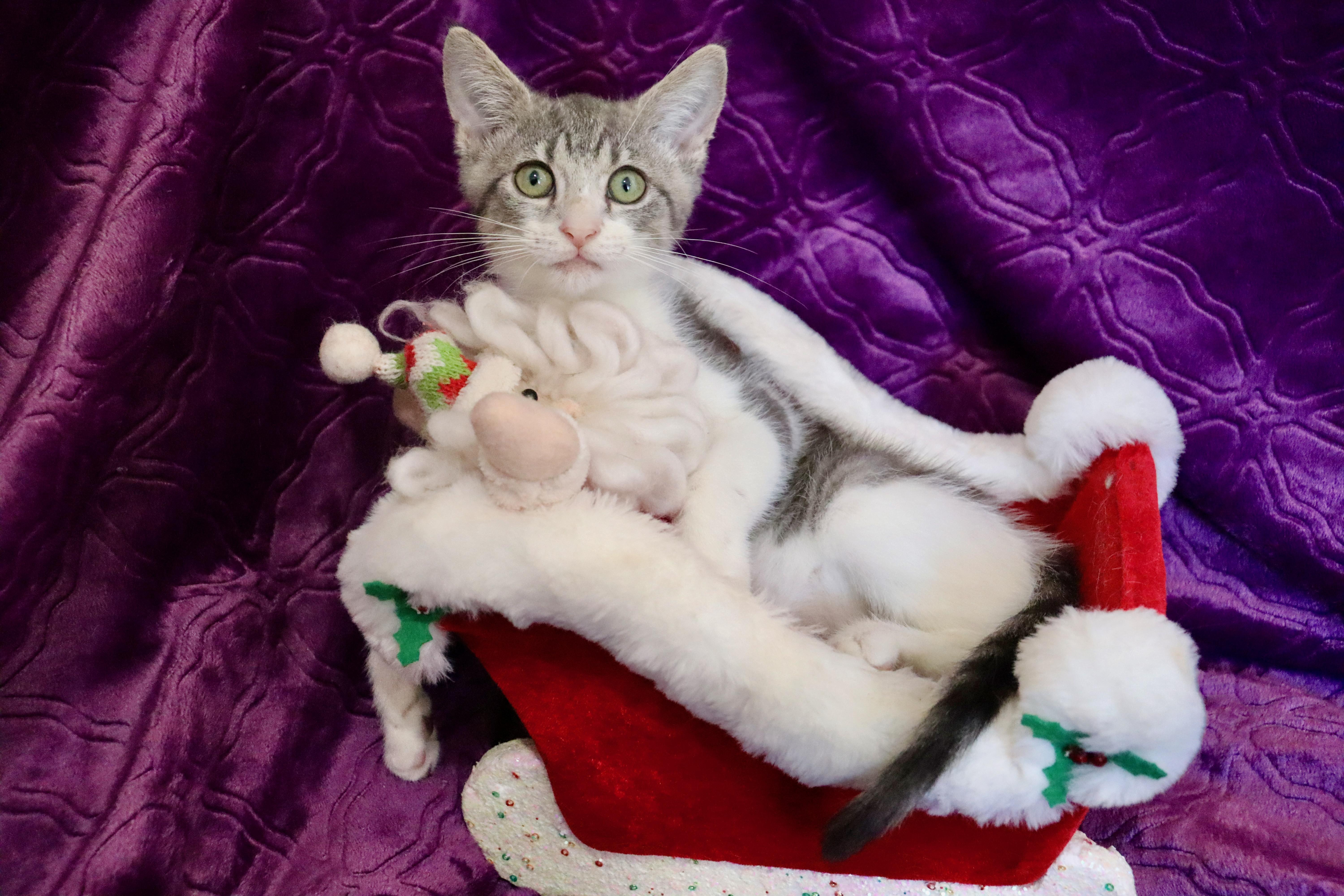 Gray Ghost thumbnail 5