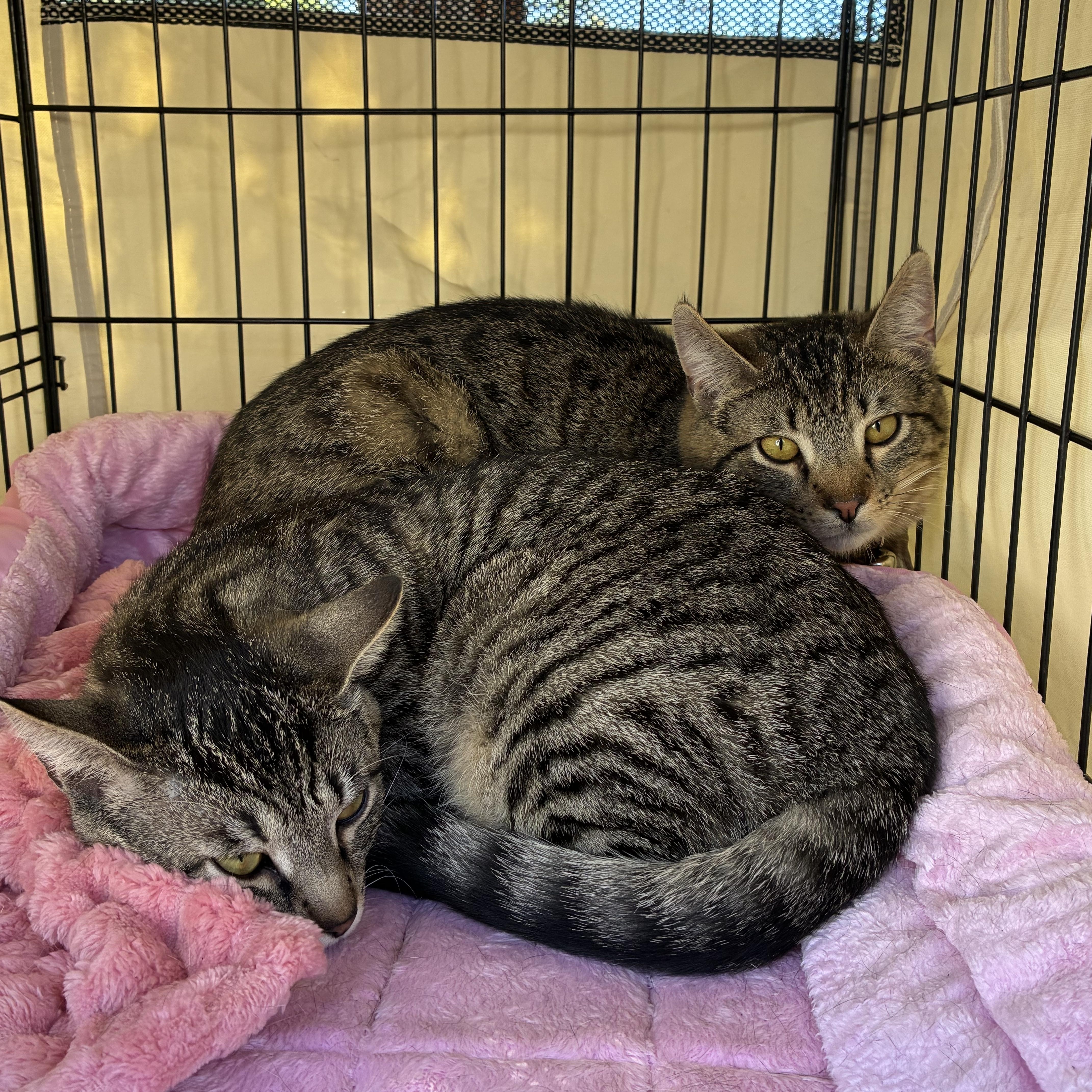 Enlarge Tiny & Toby (bonded pair), a ADOPTABLE mixed breed in Santa Cruz, CA image 1/1