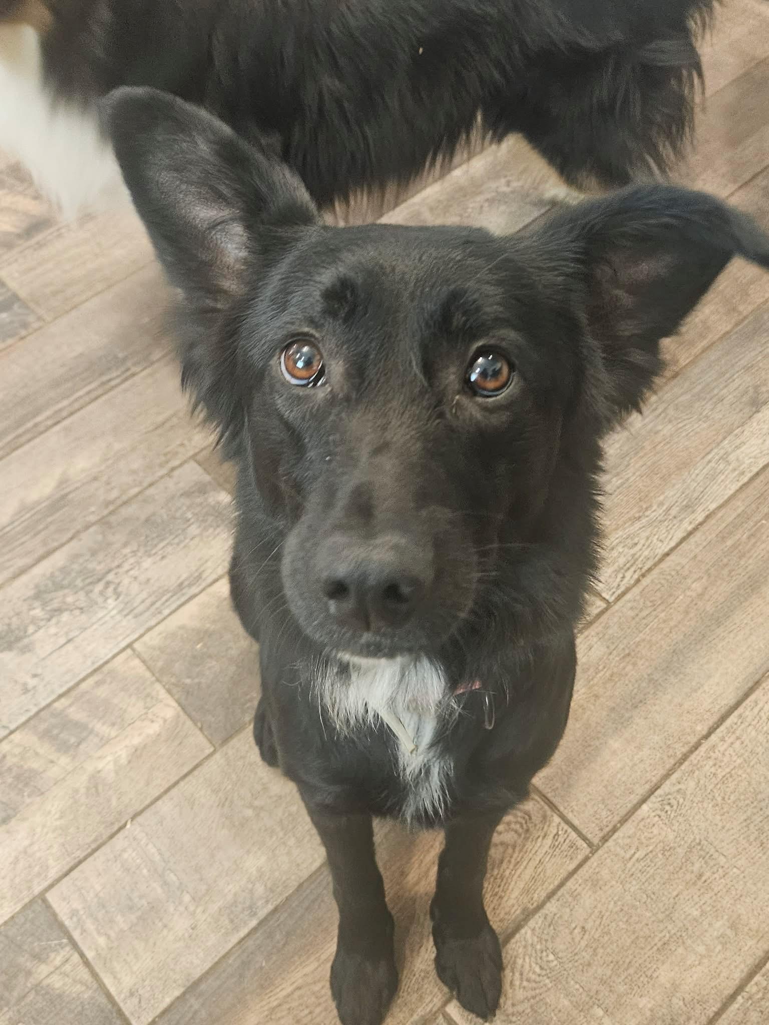 Granger, ADOPTABLE, Young Female Shetland Sheepdog / Sheltie & Border Collie.
