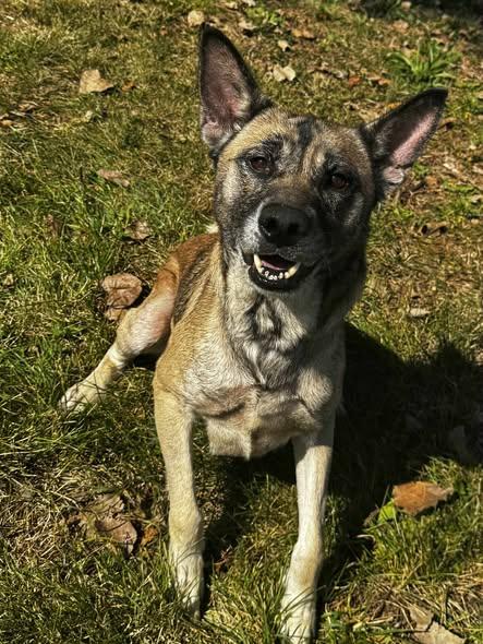 Enlarge bentley, a Adoptable German Shepherd Dog in MARION, IN image 1/4
