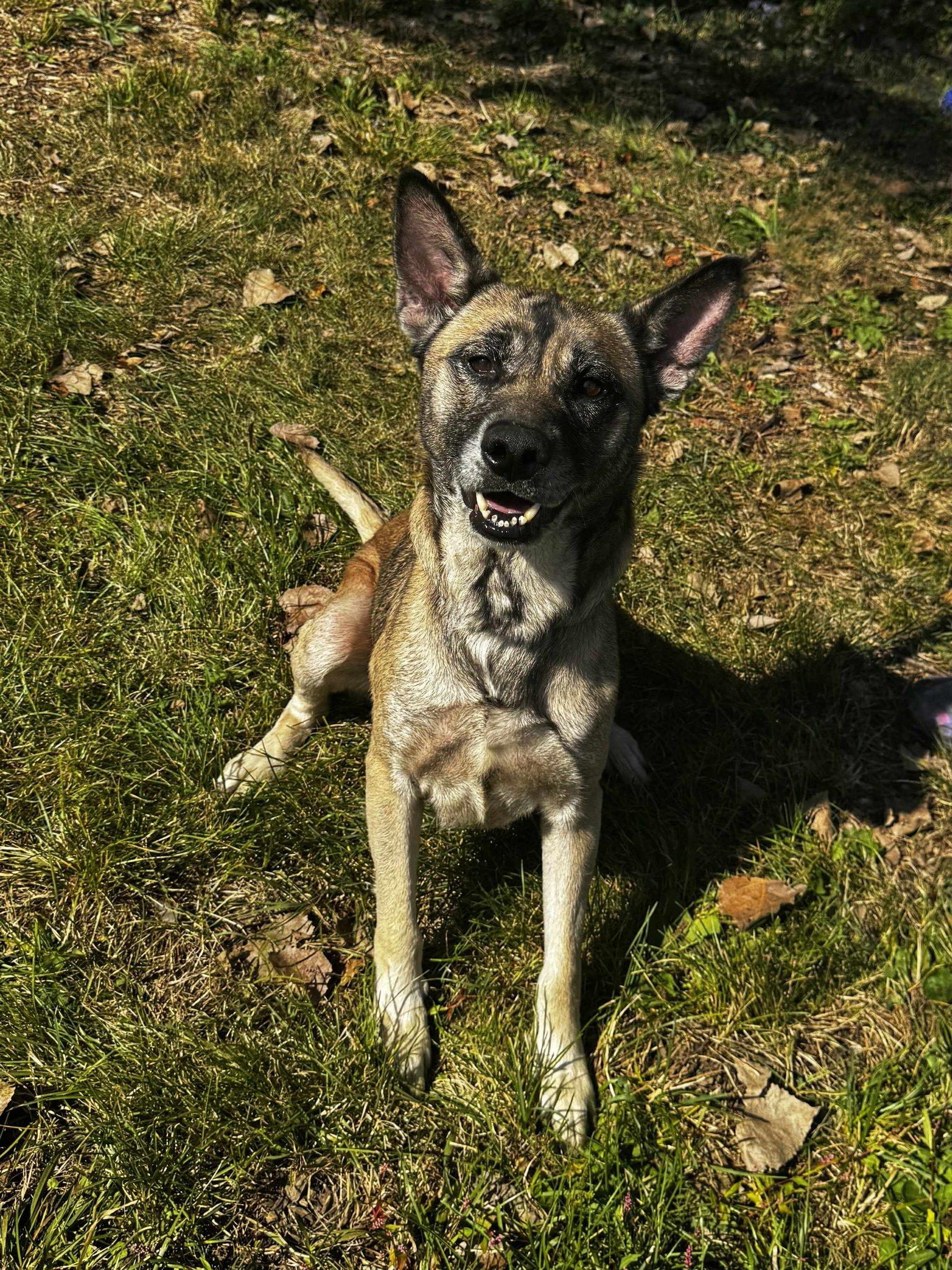Enlarge bentley, a Adoptable German Shepherd Dog in MARION, IN image 3/4
